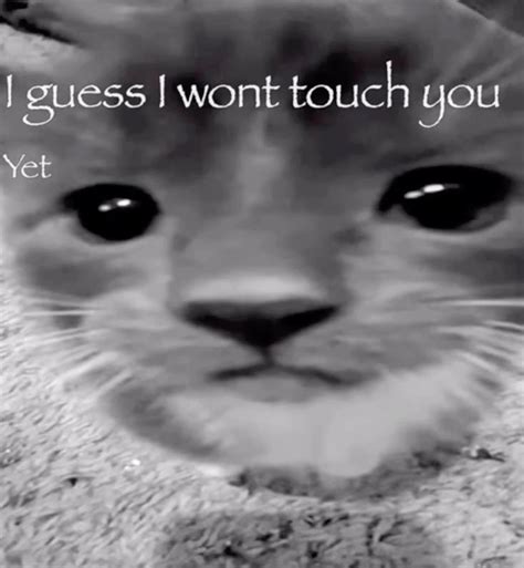 discover  cat sus ideas   pinterest board cat memes silly