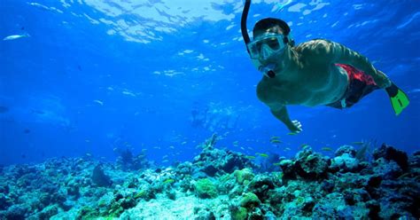 Excursiones De Snorkel En Papagayo Getyourguide