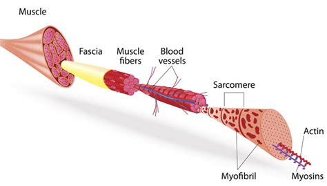 Anatomie So Ist Ein Muskel Aufgebaut Netzathleten De