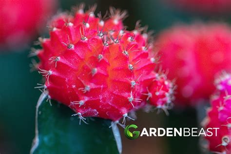 Moon Cactus Guide How To Care For Gymnocalycium Mihanovichii”