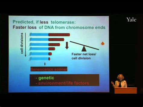 Maintaining Chromosome Ends: From Basic Science to Human Health and Disease 