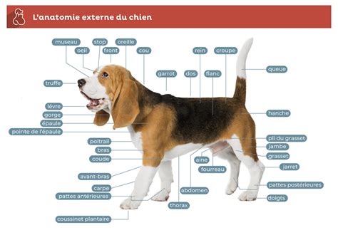 Morphologie Et Physiologie Du Chien Cl Ment Th Kan