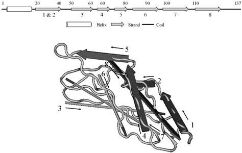 Analysis Of Secondary Structure Of Bpl Using Psipred Prediction