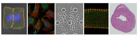 Facility For Imaging By Light Microscopy Faculty Of Medicine