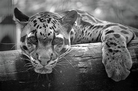 Clouded Leopard Black And White Photograph By Susan Jacob Fine Art