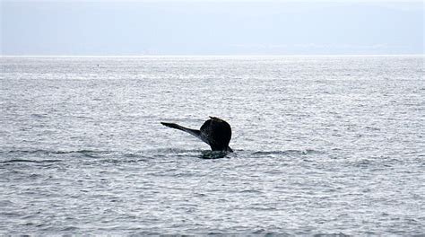 Whale Watching Monterey Bay: What to Expect on Your Tour