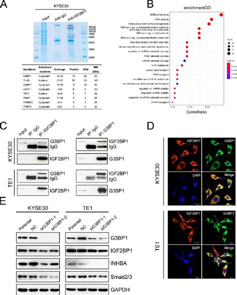 G3bp1 Interacts With Igf2bp1 A Identification Of Interacting