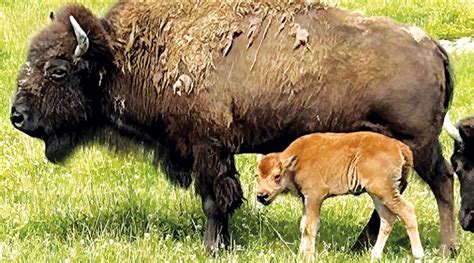 american bison calf born  ouabache state park  waynedale news