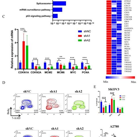 Adar Deficiency Causes Ovarian Cancer Cell Cycle Arrest A Kegg