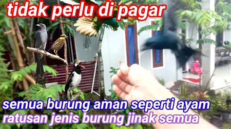 Kasih Makan Semua Burung Di Aviary Tanpa Pagar YouTube