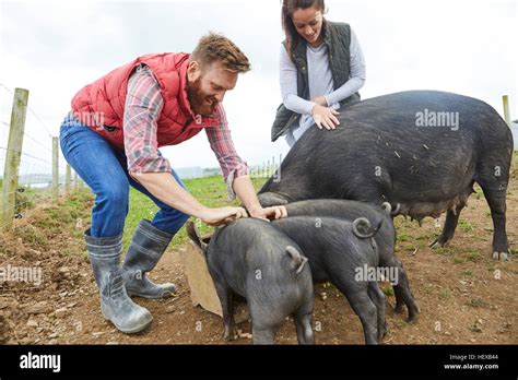 Trough Pig Farm Hi Res Stock Photography And Images Alamy