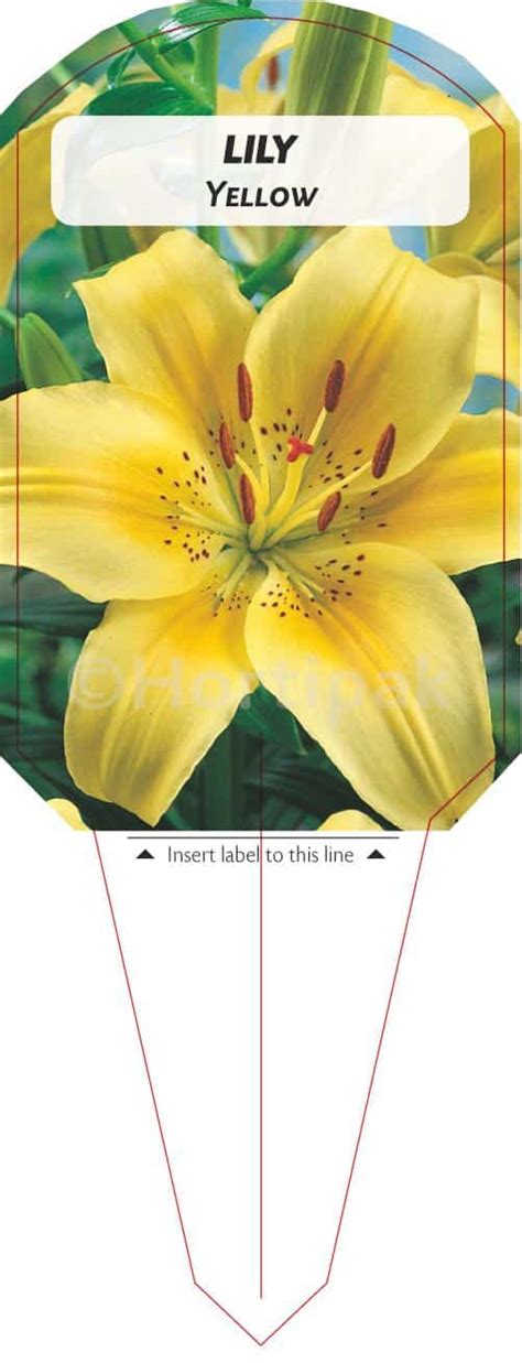 Lily Yellow Hortipak E Store