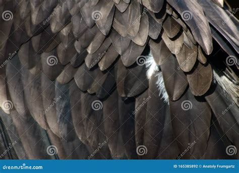 Golden Eagle Wing Feathers Close Up Stock Photo - Image of wings, bird ...