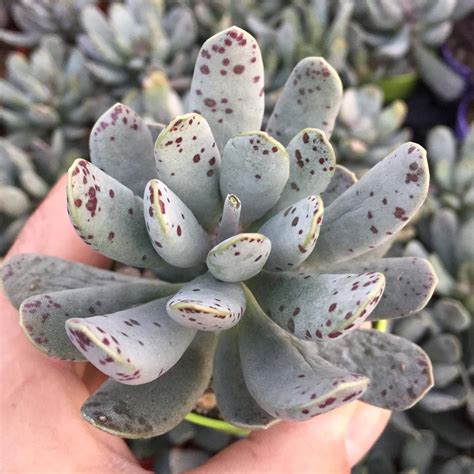 Adromischus Cooperi SH 1900 Giromagi Cactus And Succulents