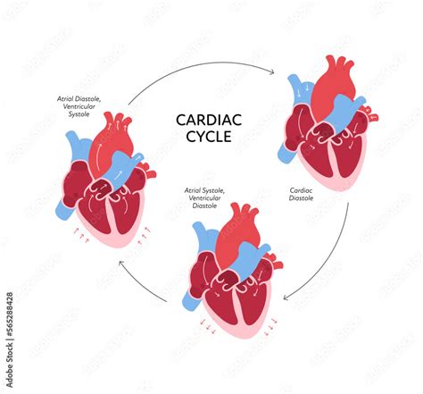 Vetor De Cardiac Cycle Anatomy Infographic Vector Color Flat Modern