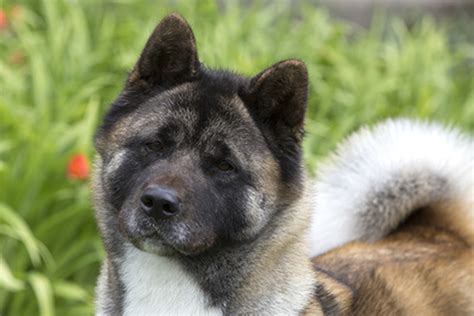 Akita Breeds A To Z The Kennel Club