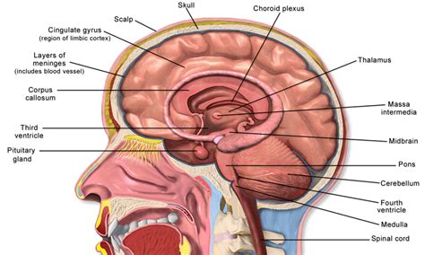 Diagram Of Anatomy Of The Brain Quizlet