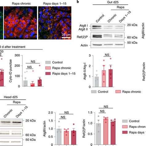 Short Term Rapamycin Treatment Induces Lasting Autophagy Activation A Download Scientific