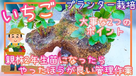 失敗しない♪いちご親株2年生苗になったらやった方が良い管理作業家庭菜園2022年プランター栽培how To Grow