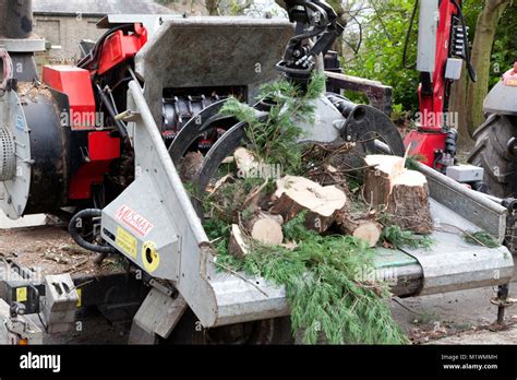 Contractors Using Heavy Equipment To Removing And Destroy Mature Trees