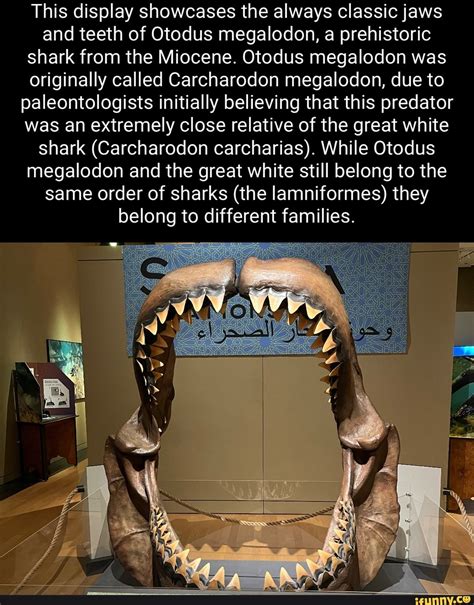 This Display Showcases The Always Classic Jaws And Teeth Of Otodus