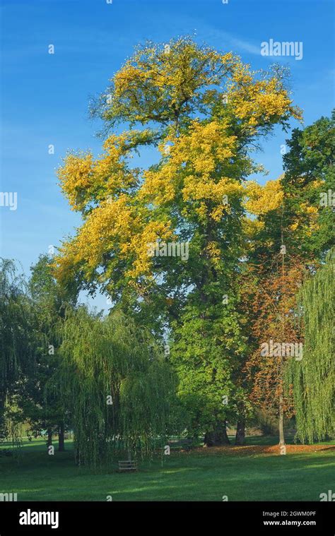 English Oak Tree Quercus Robur In Autumn Colours Hi Res Stock