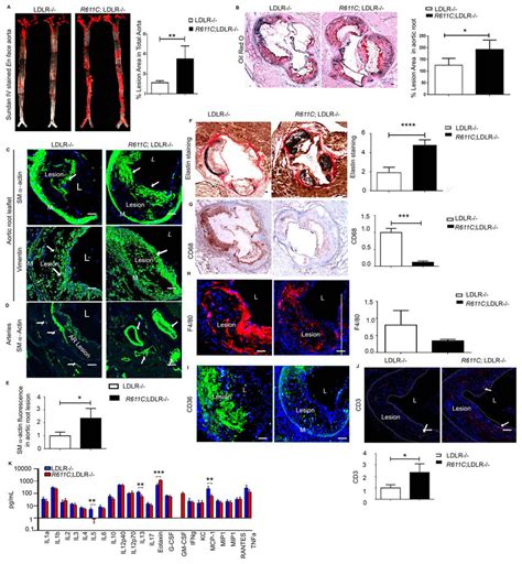 Lrp6 R611c Mutation Increases The Atherosclerosis Burden In Ldlr−−