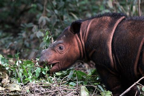 One of two rhino calves born at the Sumatran Rhino Sanctuary in Indonesia’s Way Kambas National ...