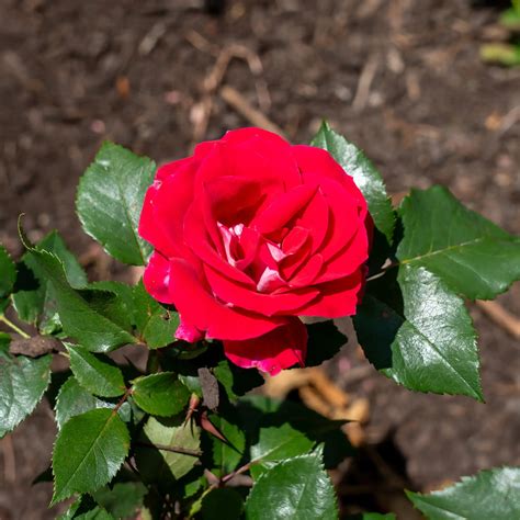 'Take It Easy' Landscape Shrub Rose – Vandermeer Nursery Ltd