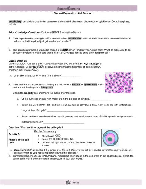 Meiosis Gizmo Answer Key Meiosis Gizmo Student Worksheet Day 2pdf