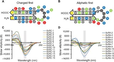 SynCH peptides show β hairpin secondary structure Diagrams showing the