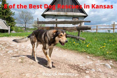 8 Of The Best Dog Rescues In Kansas Pooch And Harmony