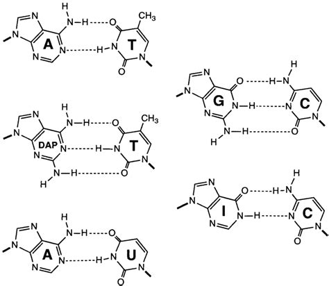 Purine And Pyrimidine Structure