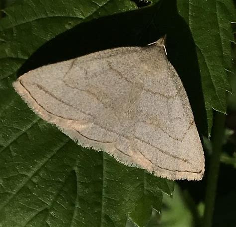 Zanclognatha Pedipilalis BugGuide Net