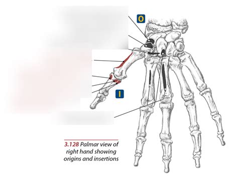 Origins and Insertions of Short Muscles of the Thumb Diagram | Quizlet