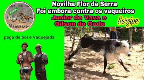 Novilha Flor Da Serra Foi Embora Hoje Contra Os Vaqueiros Junior De