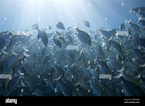 BAJA CALIFORNIA Xinhua Image Taken On May 10 2014 Shows A Shoal