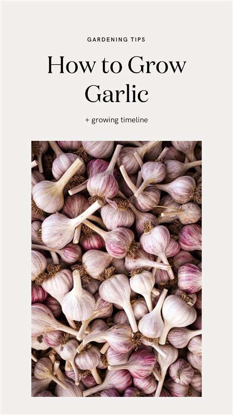 How To Grow Garlic Artofit