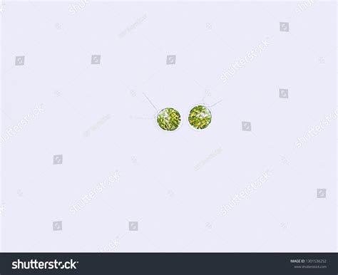 3 Chlamydomonas Under Microscope Royalty-Free Images, Stock Photos ...