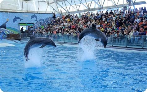 Kish Dolphin Park Tehran Times