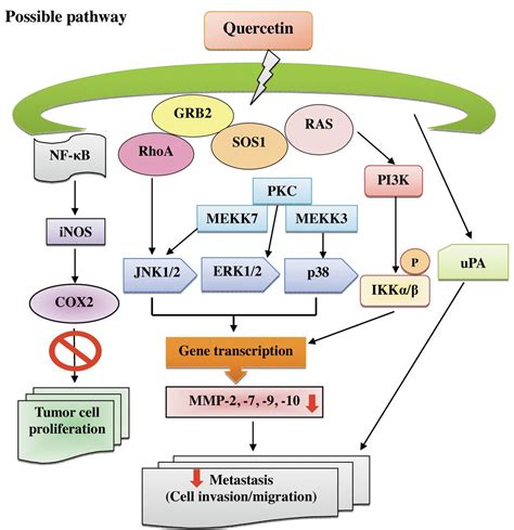 Figure 7 Quercetin Inhibits Migration And Invasion Of Sas Human Oral Cancer Cells Through