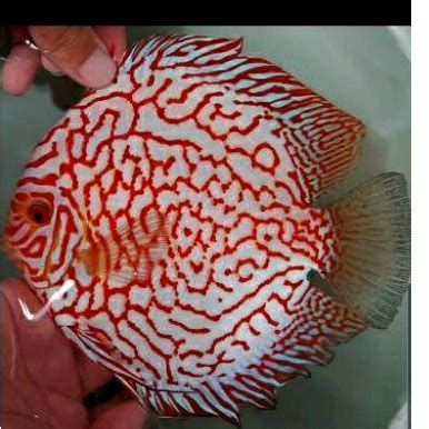 Jual Ikan Discus White Carnation Size 4 5 Male Shopee Indonesia