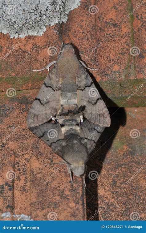 Hummingbird Hawk Moth Stock Image Image Of Drinking 120845271