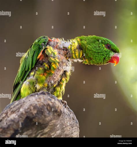 Portrait Of Scaly Breasted Lorikeet Trichoglossus Chlorolepidotus