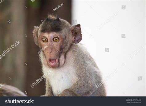 95,403 Monkey funny Stock Photos, Images & Photography | Shutterstock