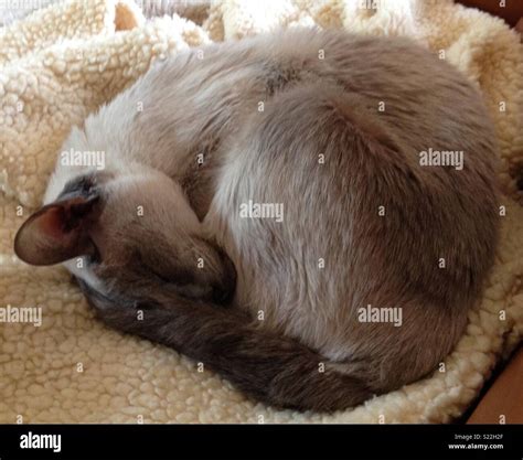 Curled Up Siamese Hi Res Stock Photography And Images Alamy