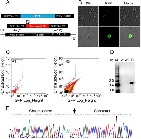 A Diagram Showing The Egfp Neo And Tdtomato Rfp Constructs A Knockout