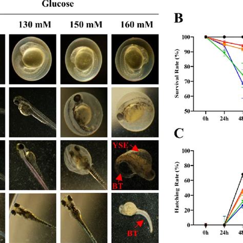 Pdf Development Of A Zebrafish Screening Model For Diabetic