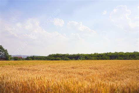 Background Peta Fotografi Tanaman Dan Ladang Gandum Tanaman Gandum