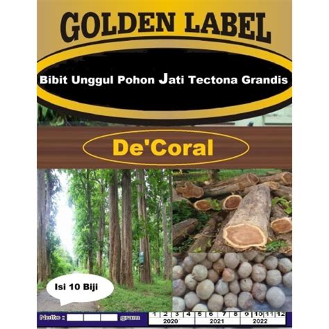 Jual Bibit Unggul Pohon Jati Tectona Grandis Benih Pohon Jati Kota